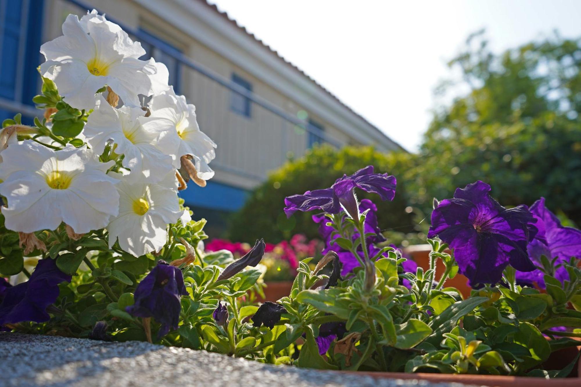 أيا نابا Green Bungalows Hotel Apartments المظهر الخارجي الصورة