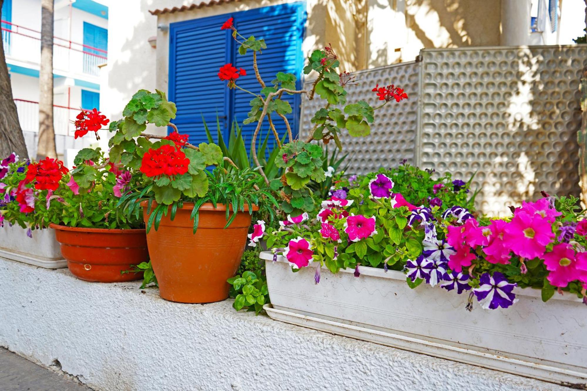 أيا نابا Green Bungalows Hotel Apartments المظهر الخارجي الصورة